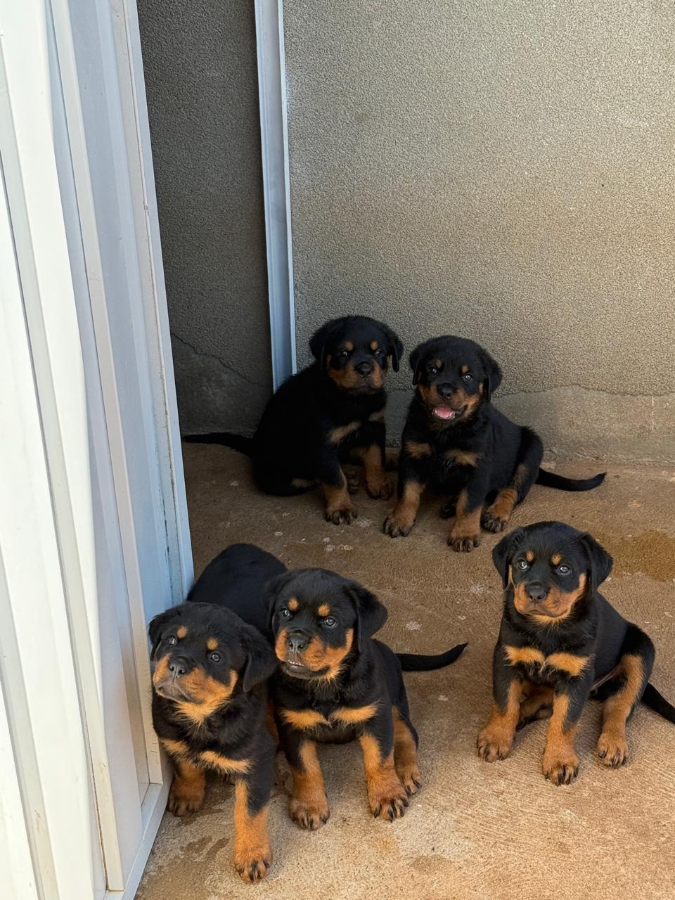 Filhote Von Der Starke Hund