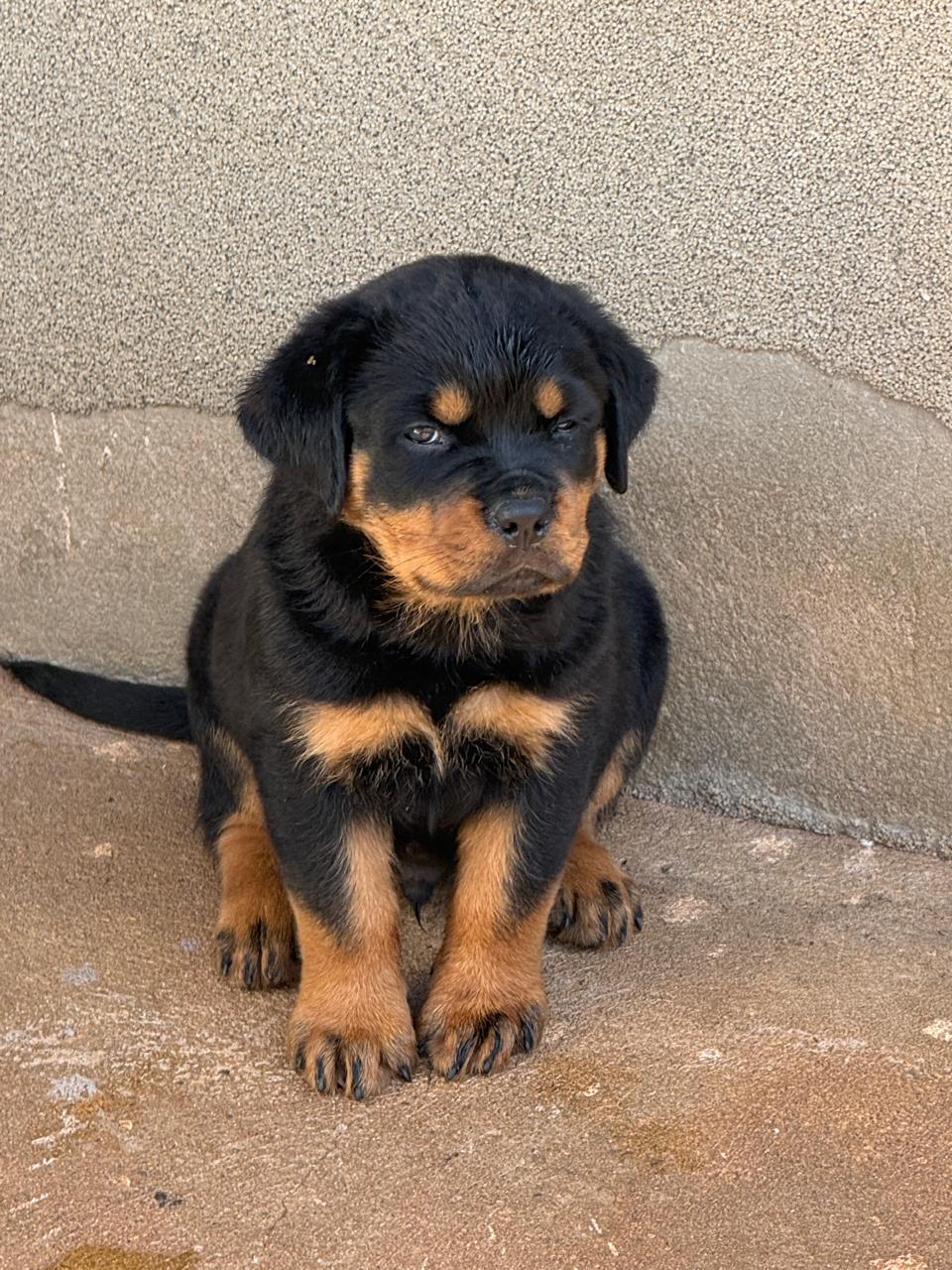 Filhote Von Der Starke Hund