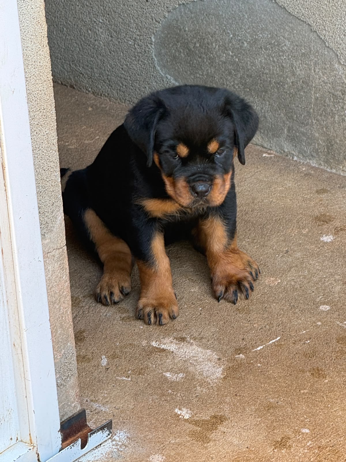 Filhote Von Der Starke Hund