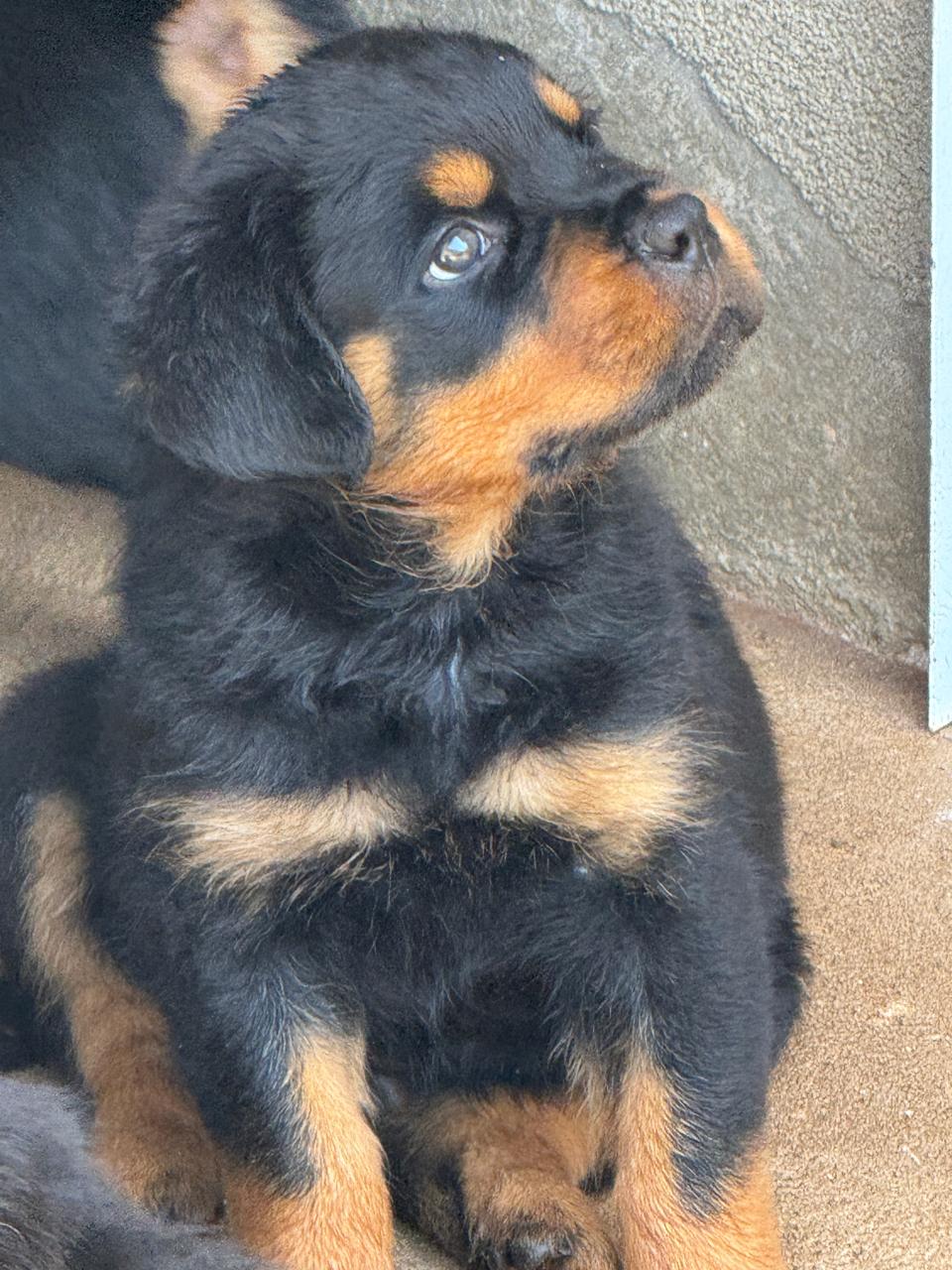 Filhote Von Der Starke Hund