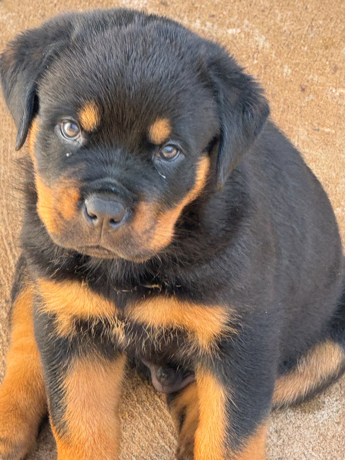 Filhote Von Der Starke Hund