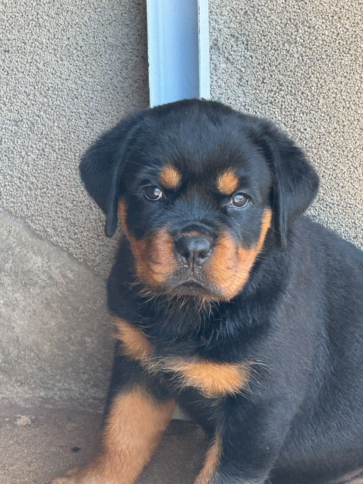 Filhote Von Der Starke Hund